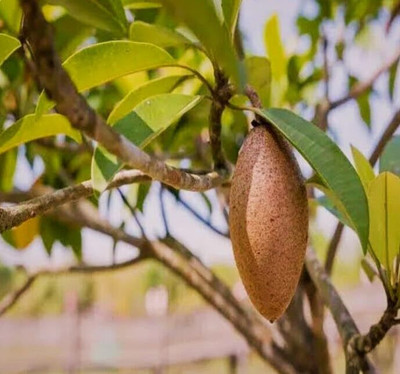Cloud Farm Langcha Chickoo Fruit Tree Plant Seed(1 per packet)