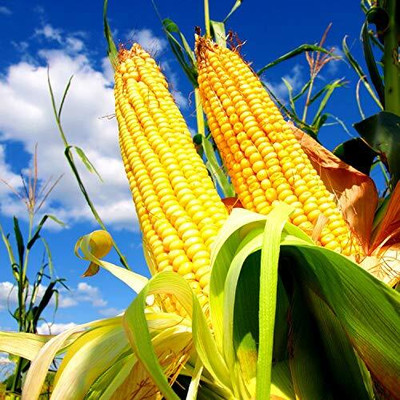 LPR SWEET CORN Seed(200 per packet)