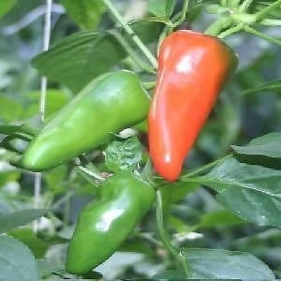 Lorvox Red Scotch Bonnet Jamaican Chilli Seed(1000 per packet)