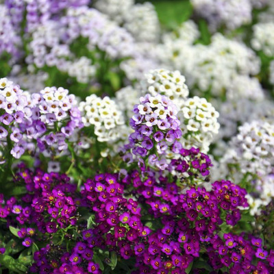 VINGTON MIXED SWEET ALYSSUM Seed(80 per packet)