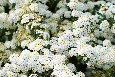 XOLDAA gypsophila flower Seed(100 per packet)