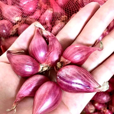 WATIKA Small shallot Onion Seed(2000 per packet)