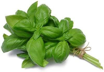 CYBEXIS XLL-18 - Basil Sweet Genovese - (1500 Seeds) Seed(1500 per packet)