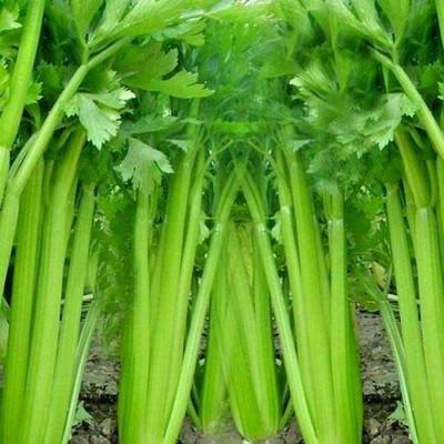 CYBEXIS PAU-96 - Tall Utah Celery - (750 Seeds) Seed(750 per packet)