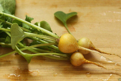 Qualtivate ICRA-3A RADISH (YELLOW) Ready in 30 Days Seed(300 per packet)