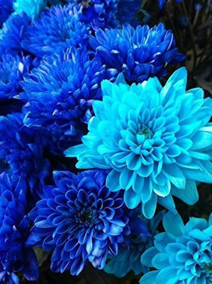 CYBEXIS PUAS-94 - Blue Fireball Dahlia Flower - (60 Seeds) Seed(60 per packet)