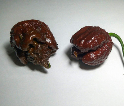 KNESSiN Chocolate Carolina Reaper Chilli Seeds Seed(200 per packet)