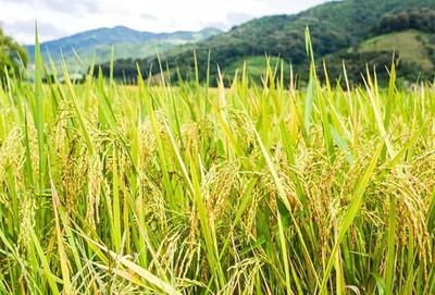 THAMMAR PUSA BASMATI - 1692 F1 HYBRIDE VARIETY PADDY / RICE 5 KG SEEDS Seed Seed(5 per packet)