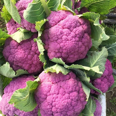 KNESSiN IHS-25 Cauliflower Purple Seed(500 per packet)