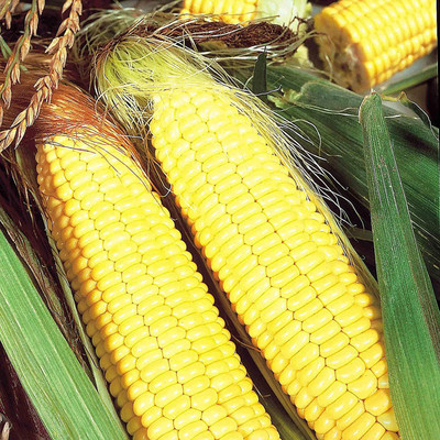 CYBEXIS Swift F1 Sweet Corn Seed 1 To 3 Cobs Per Plant1000 Seeds Seed(1000 per packet)