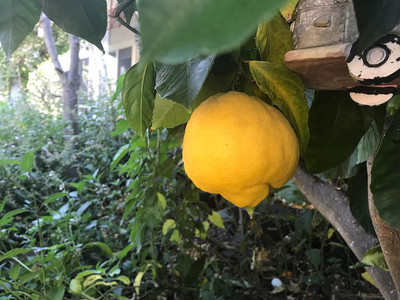 WILLVINE Huge Production Hybrid Seed Lemon-[50 Seeds] Seed(50 per packet)