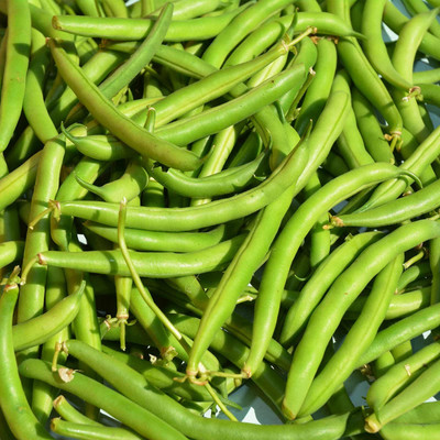 Biosnyg Provider Bush Bean Seeds[100 Seeds] Seed(100 per packet)