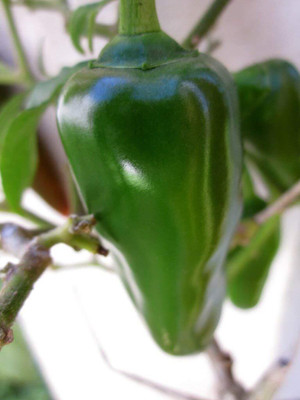TRICONE Hybrid Moti Mirch Chilli Achari 50 Seeds Organic GH65 Seed(150 per packet)