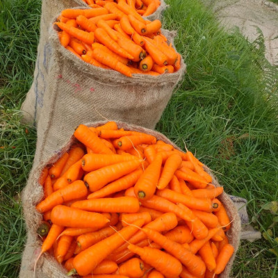 SeedHaven Carrot fresh organic seeds Seed(120 per packet)