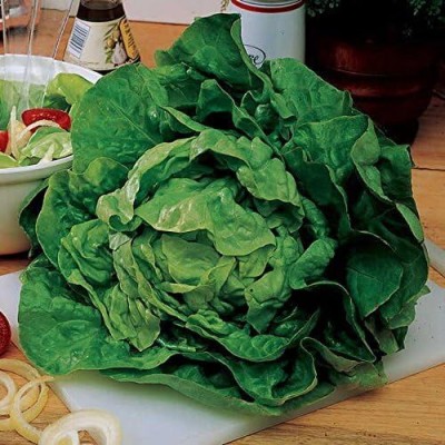 Qualtivate DXL-2AT Buttercrunch Lettuce Seed Seed(300 per packet)