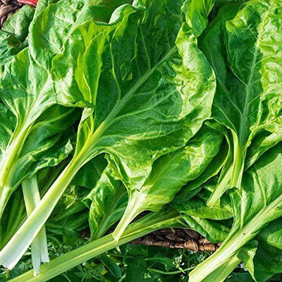CYBEXIS NBIR-42 - Perpetual Spinach (Swiss Chard) - (2250 Seeds) Seed(2250 per packet)