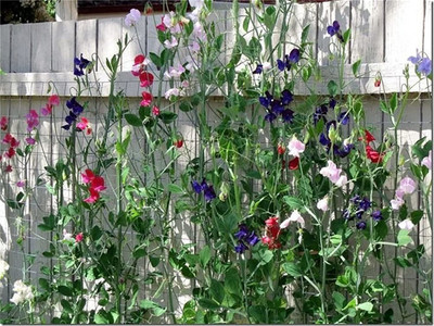 VibeX ® VXI-665 Royal Mix Sweet Pea Flower Seeds Seed(50 per packet)