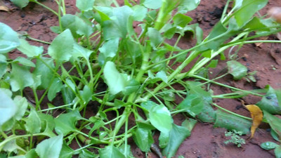 XOLDA Chukka Vegetable Seed(10 per packet)