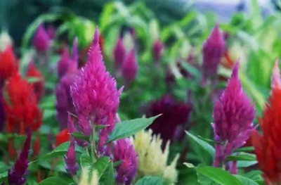 Aro Celosia Dwarf, Cockscomb Seed(170 per packet)