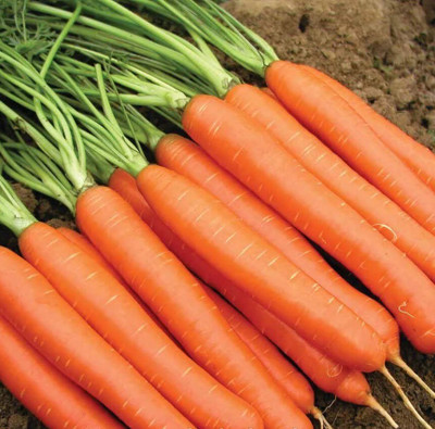Quentova विलायती गाजर Orange Carrot-3A-XLI Seed(200 per packet)