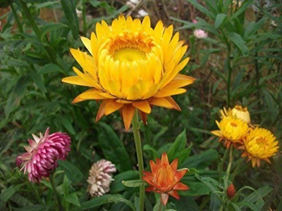 Aro Calendula Seed(35 per packet)