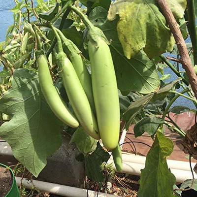 KANAYA Long Green Variety Big Brinjal F1 Hybrid Seed(35 per packet)