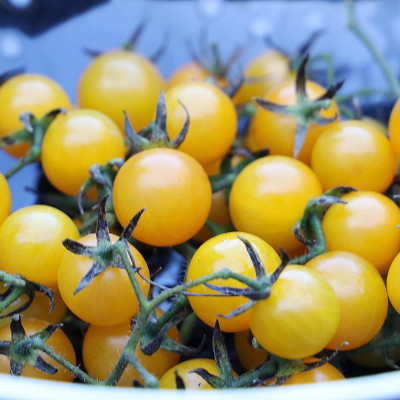 BDSresolve Yellow tomato seeds/tomato seed 79 Seed(79 per packet)