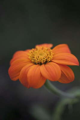 MWHY Tithonia rotundifolia, 'Torch'Mexican Sunflower Seed(25 per packet)