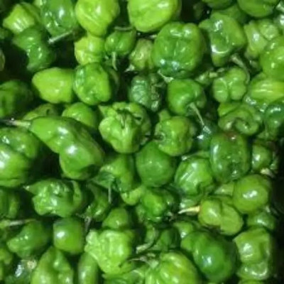 VASUDHA Green pepper Capsicum Seed(1000 per packet)