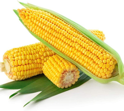 KNESSiN Common Corn Seed(1250 per packet)