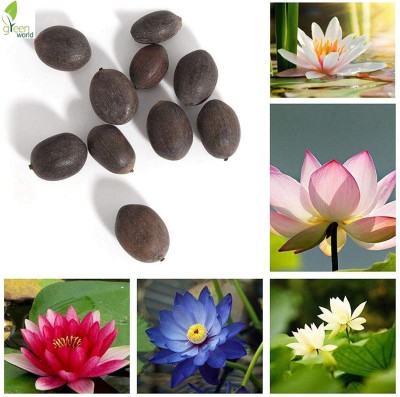 Arshiayat water lotus flower seeds Seed(22 per packet)