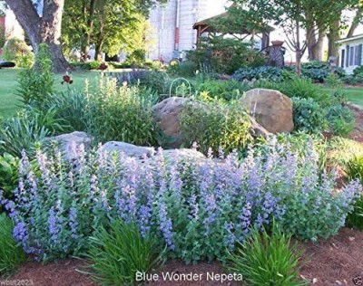 Qualtivate HYB-7A Catmint 'Blue Wonder'-(Nepeta Mussinii) Seed(200 per packet)