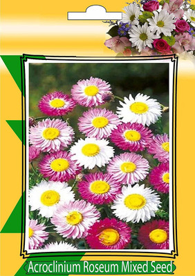 CYBEXIS Paper Daisy Seeds (ACROCLINIUM Seeds/Helipterum Roseum) Seed(50 per packet)