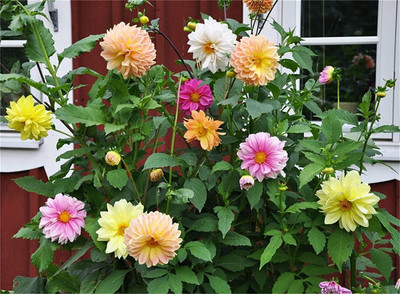 CYBEXIS Rare Flower Seeds Dahlia Seed(1 g)