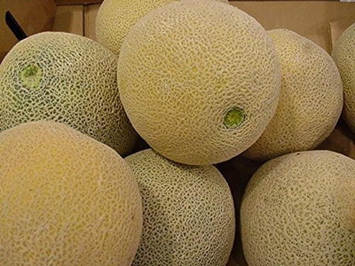 Qualtivate PUAS-7A Muskmelon F1 Hybrid Seed(200 per packet)
