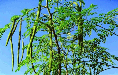 Qualtivate ® Dwarf Hybrid PKM 2 Drumstick Seeds Moringa Oleifera Seed(21 per packet)