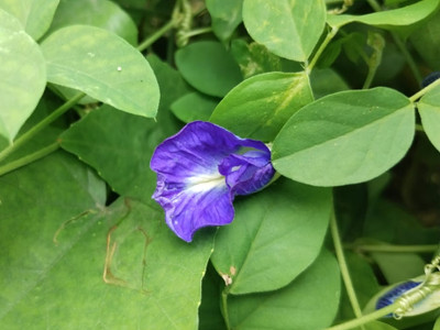 Dasstore APARAJITA FLOWER SEED Seed(15 per packet)
