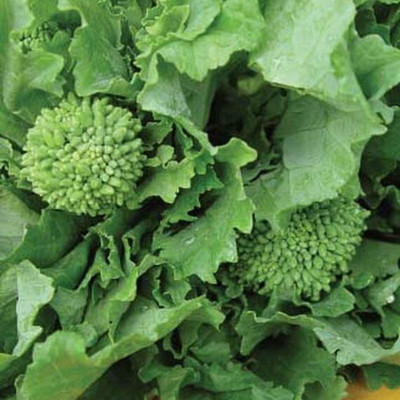 VibeX ® VXI-368 Broccoli Raab Spring- Italian Specialty Seed(200 per packet)