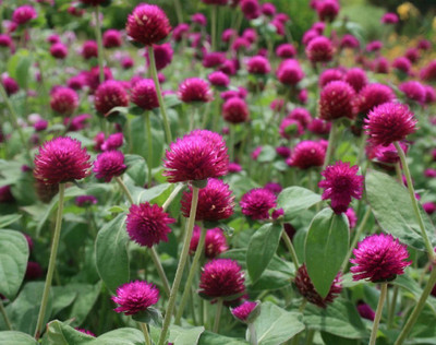 STARKC Globe Amaranth Seeds - Gomphrena globosa Seed(80 per packet)
