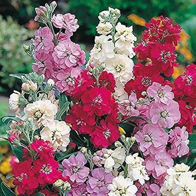 KANAYA Stock Matthiola Incana Mixed Color Flower Seed(16 per packet)