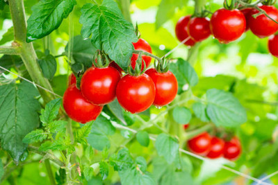 EasySeeds tomato Seed(90 per packet)