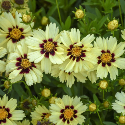 CYBEXIS Coreopsis, UpTick Cream & Red400 Seeds Seed(400 per packet)