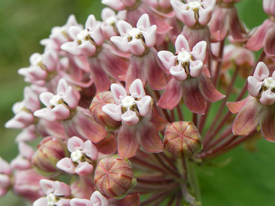 WILLVINE ™ Common Milkweed Seeds-2000 SEEDS Seed(2000 per packet)