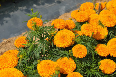 dorvik collections marigold/gende ka phool flower seeds Seed(75 per packet)