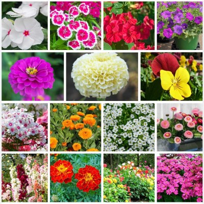 ibains Flower seeds for home garden winter Seed(100 per packet)