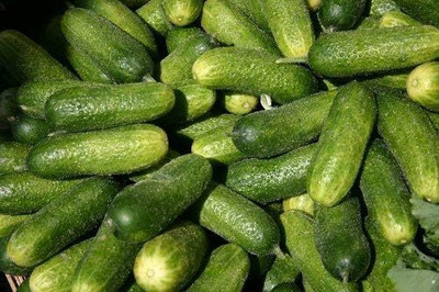 Qualtivate PUA-8A Cucumber Gherkin Seed(300 per packet)