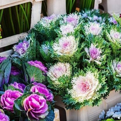 Aywal Kale Flower Hybrid Seed(110 per packet)