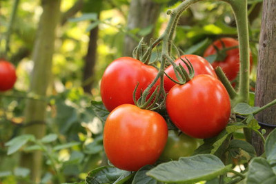 Forestree tomato Seed(155 per packet)
