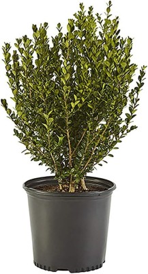 Qualtivate NBIR-19 Shrub Wintergreen Boxwood Seed(200 per packet)