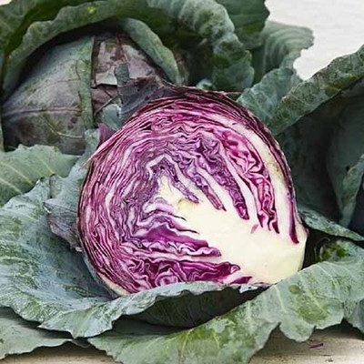 KNESSiN Cabbage Red Acre Seed(1250 per packet)